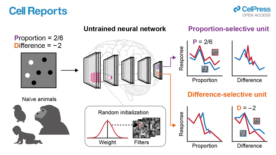 Comparison of visual quantities in untrained neural networks