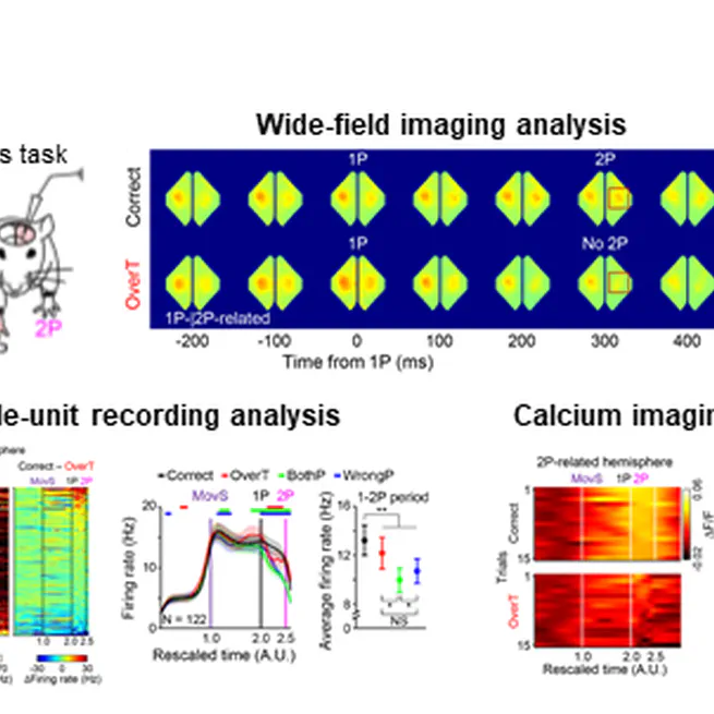 Interhemispheric cortico-cortical pathway for sequential bimanual movements in mice