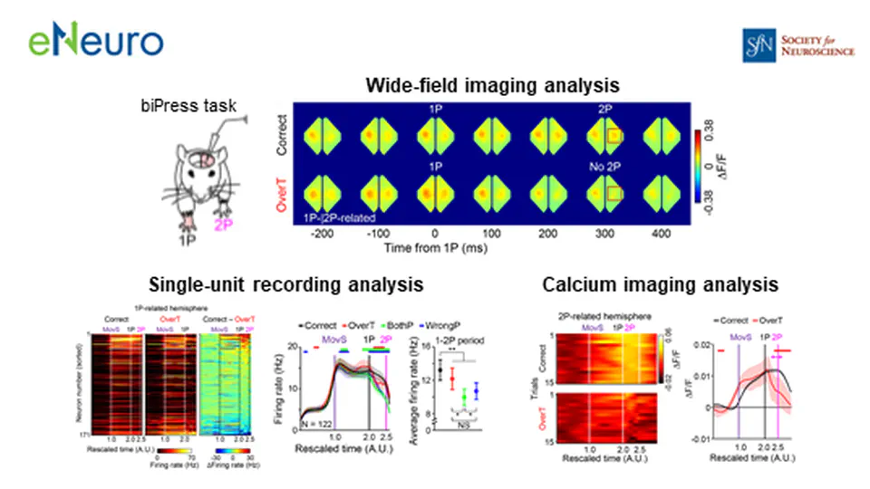 Interhemispheric cortico-cortical pathway for sequential bimanual movements in mice